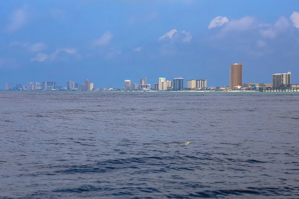 Dolphin and Snorkeling Tours Upper Grand Lagoon Florida