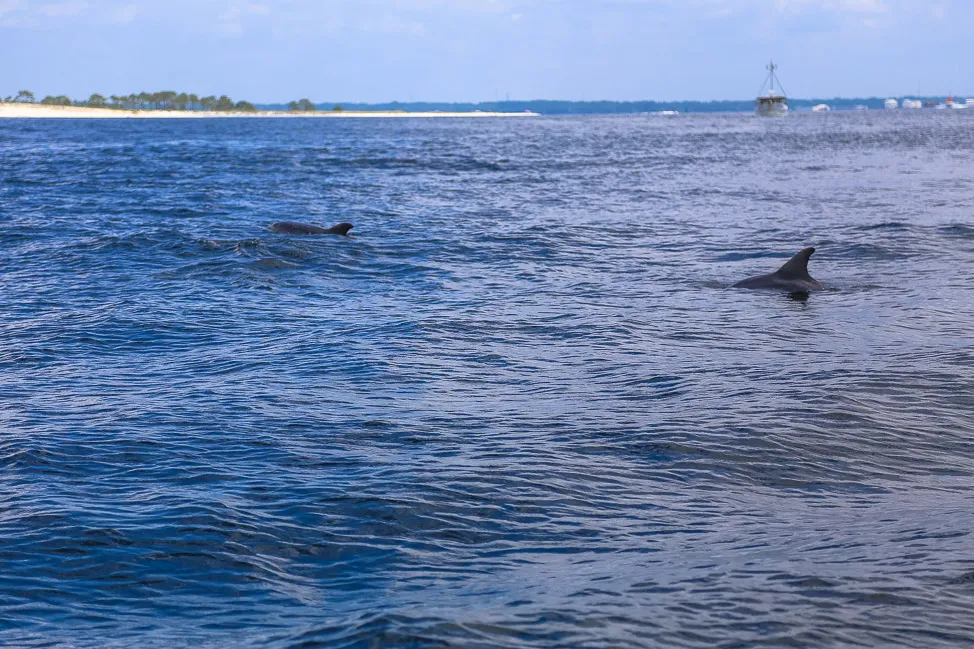 Shell Island Excursions Panama City, Florida