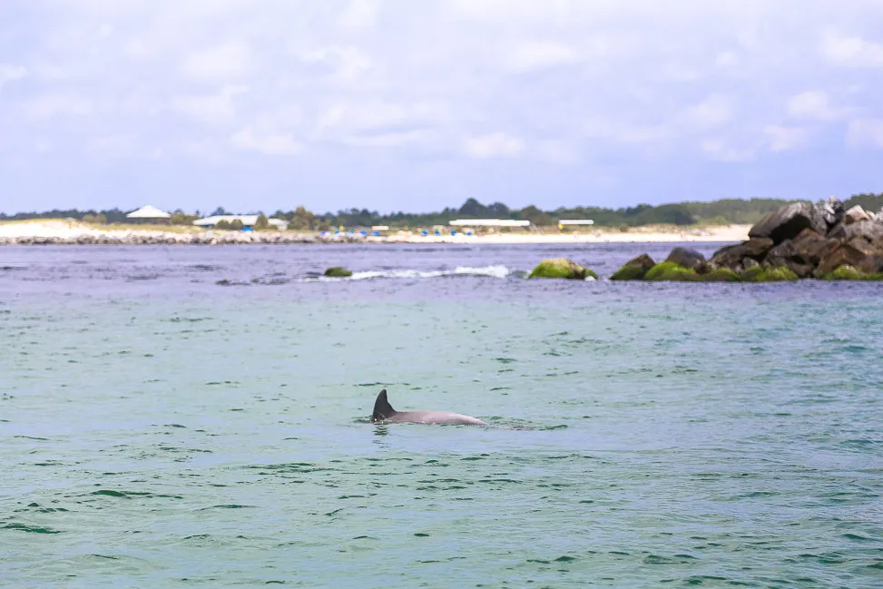 Shell Island Excursions South Walton Florida