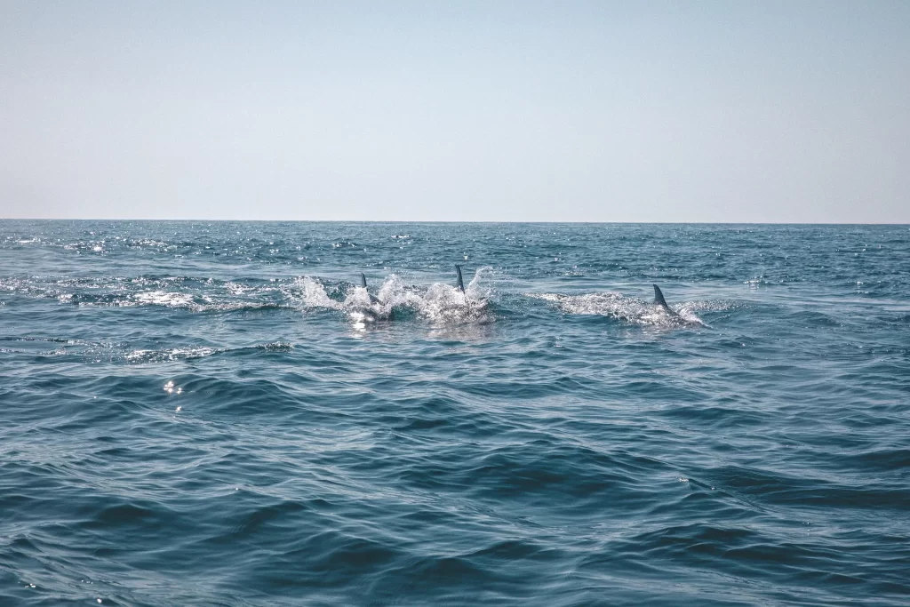 Dolphin and Snorkeling Tours South Walton Florida