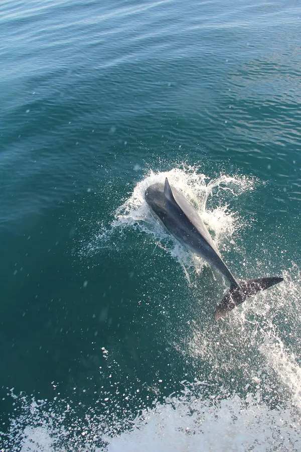 Dolphin and Snorkeling Tours Panama City