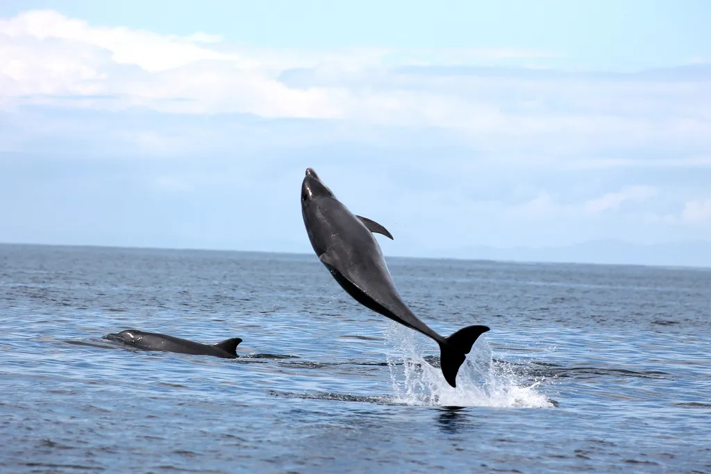 Dolphin and Snorkeling Tours Sunnyside Florida