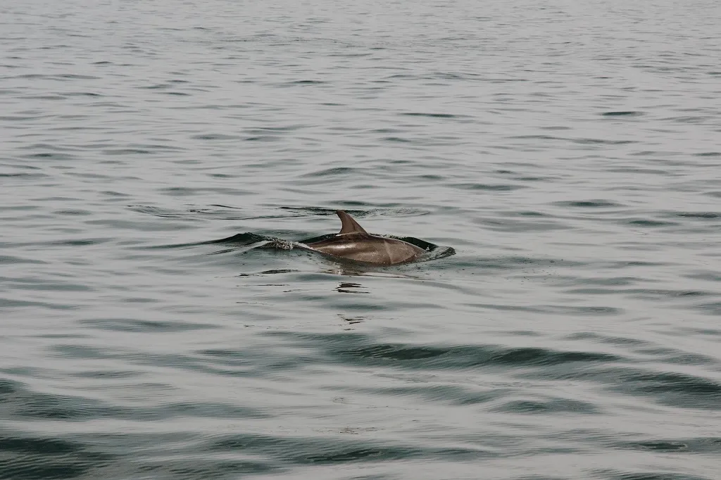 Dolphin and Snorkeling Tours Upper Grand Lagoon Florida