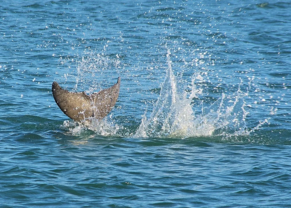 Dolphin and Snorkeling Tours Laguna Beach