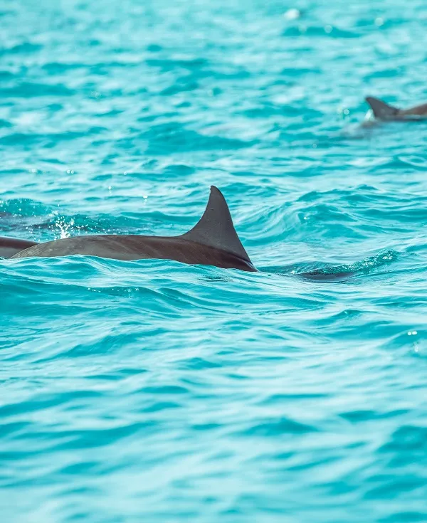 Dolphin and Snorkeling Tours Watersound Florida