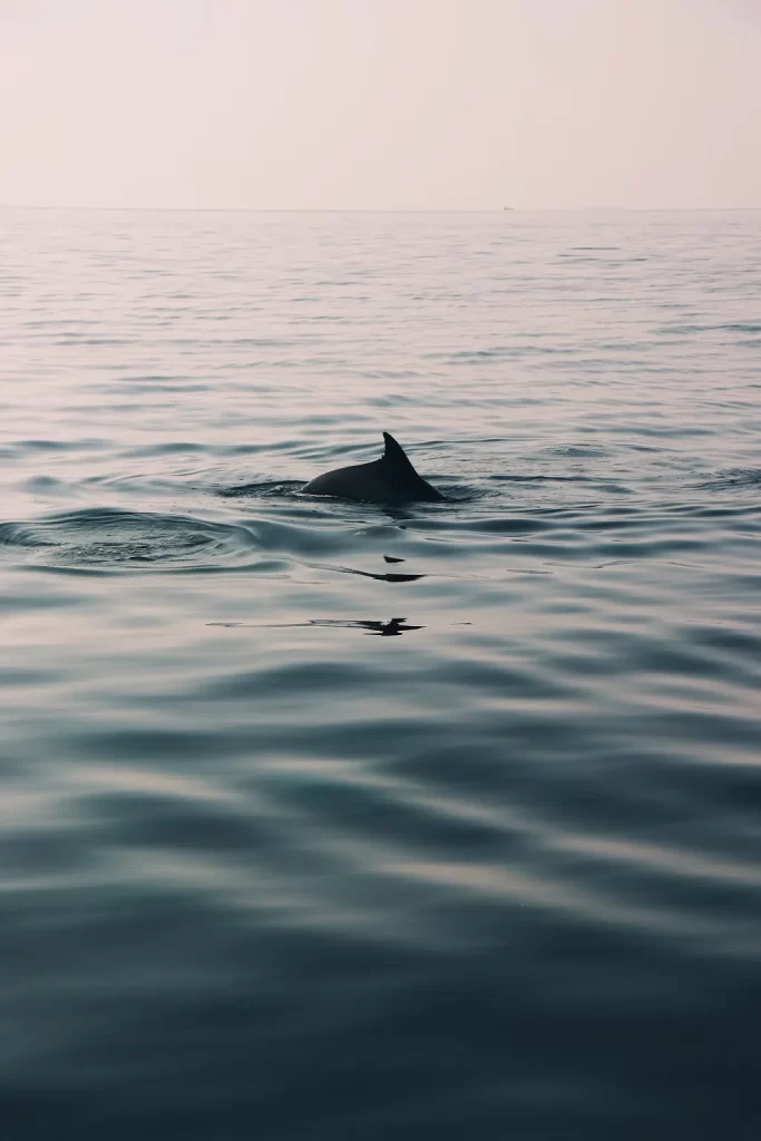 Dolphin and Snorkeling Tours Upper Grand Lagoon Florida