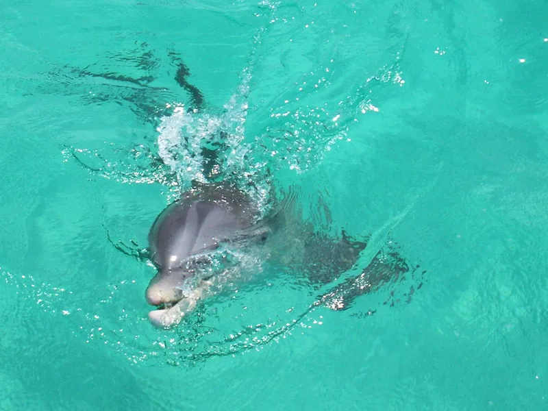 Shell Island Excursions - Upper Grand Lagoon Florida