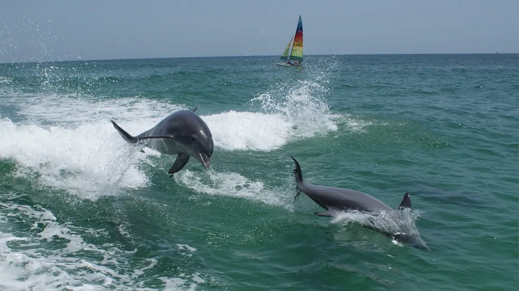 Dolphin and Snorkeling Tours Lower Grand Lagoon Florida