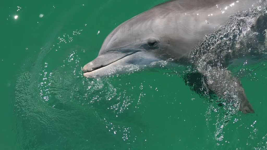 Dolphin and Snorkeling Tours Seaside Florida